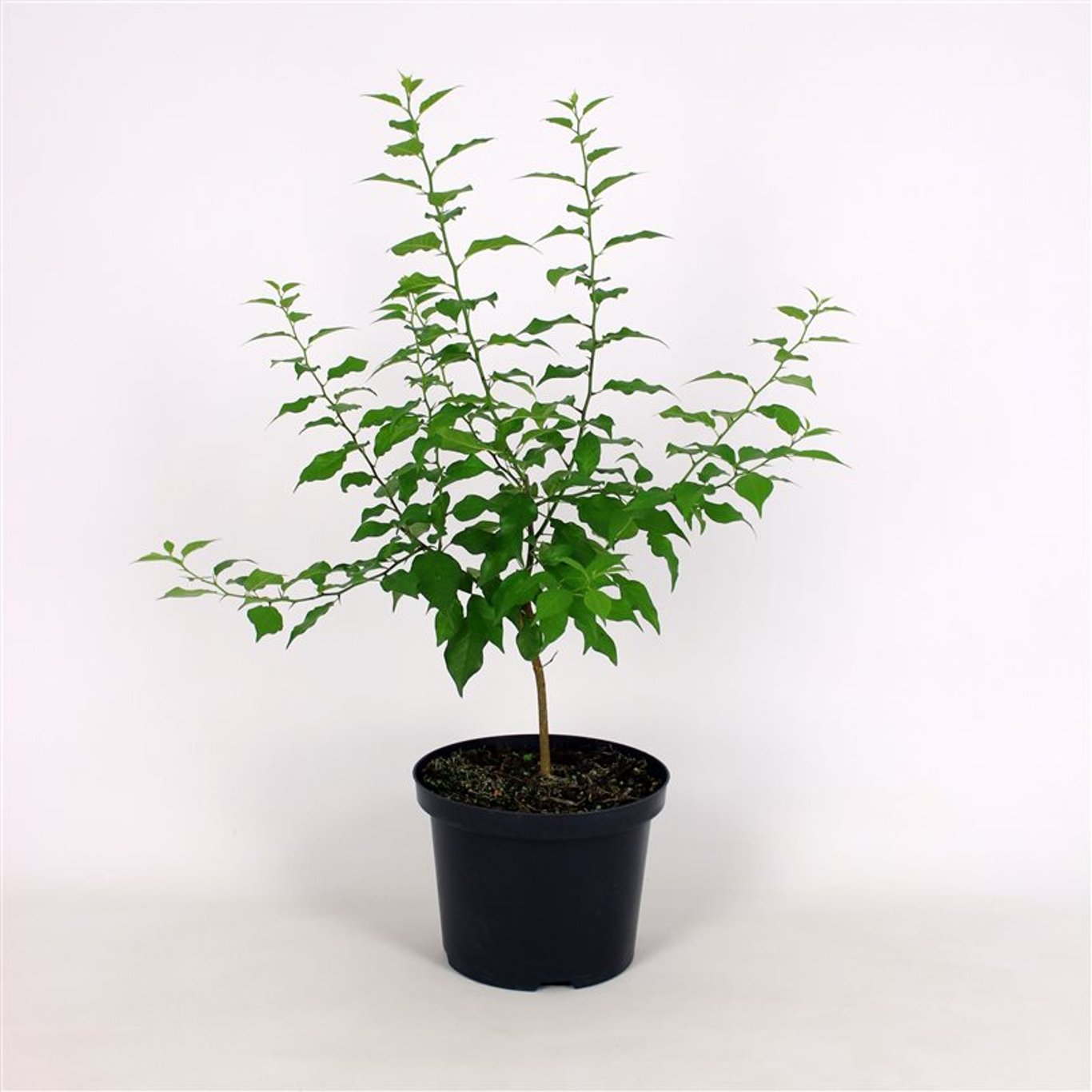 Maclura pomifera - C12